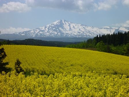 Hp鳥海高原菜の花まつり 稲庭うどん 佐藤養助商店